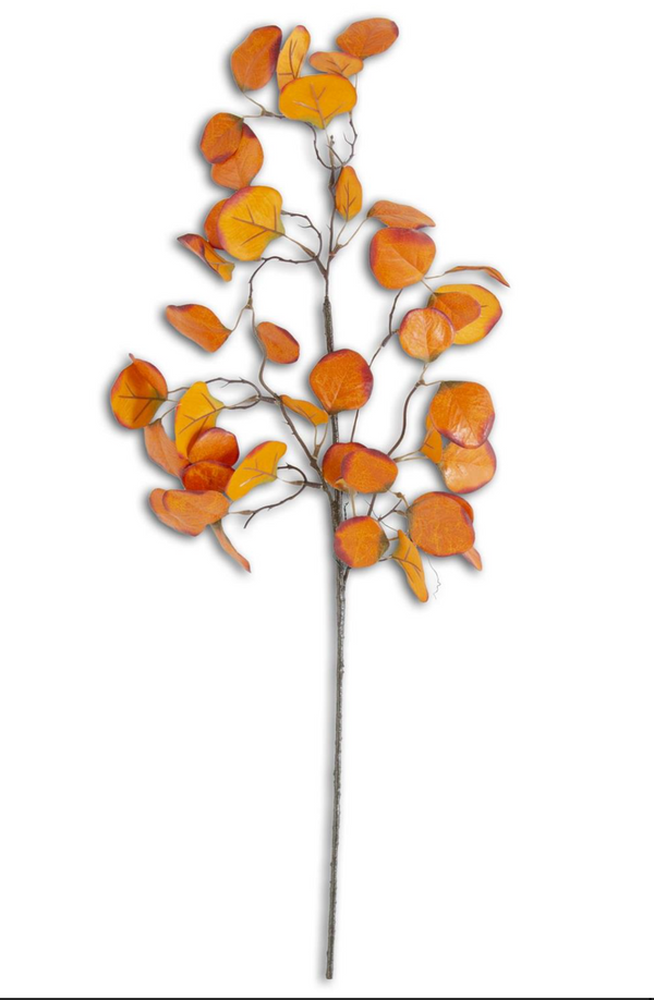 Orange Gumdrop Eucalyptus