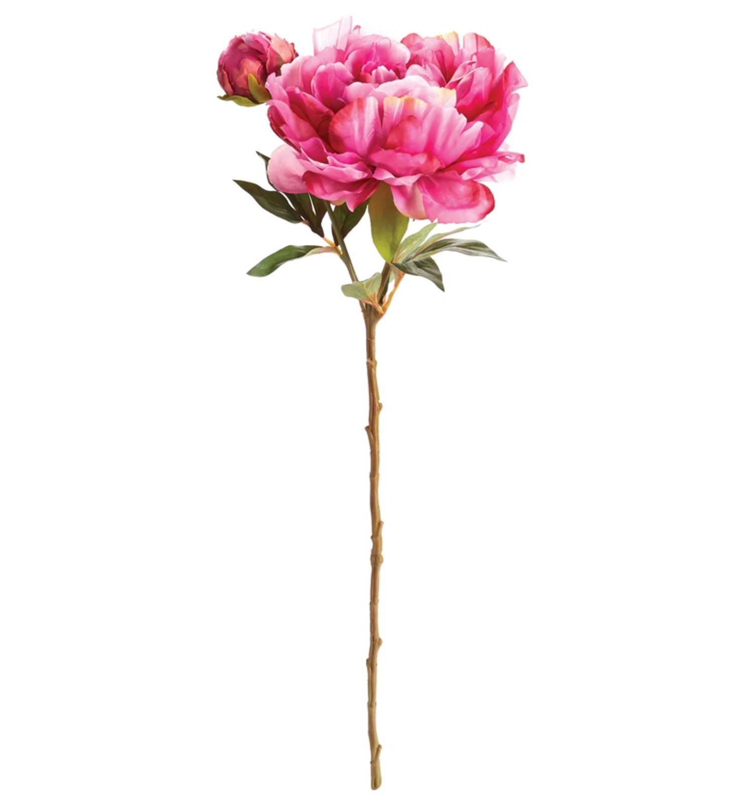 Deep Pink Dutch Peony - Individual floral stem