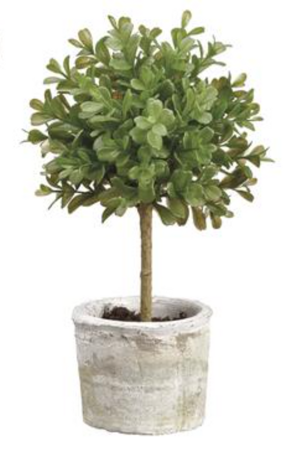 Boxwood Topiary in Clay Pot