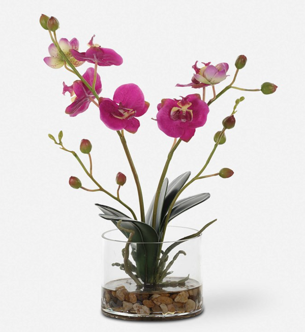 Glory Orchid in Fuschia
