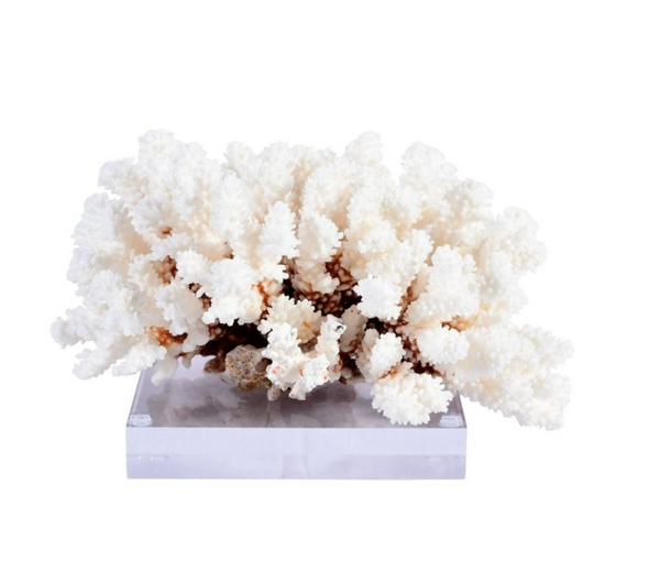 Brownstem Coral On Acrylic Base