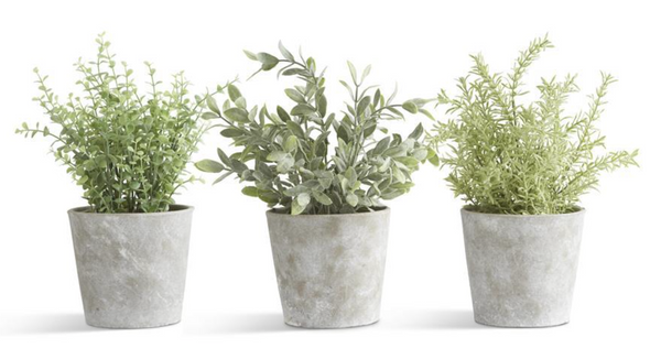 Herbs in Cement Pot