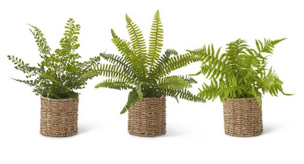 Ferns in Woven Basket