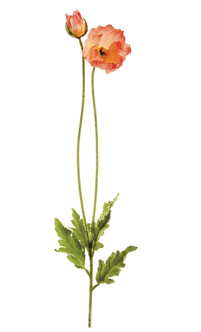 31"POPPY SPRAY