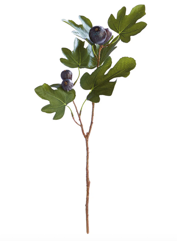 Fig Stem 21.5"
