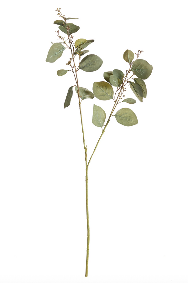 Silver Dollar Eucalyptus Branch
