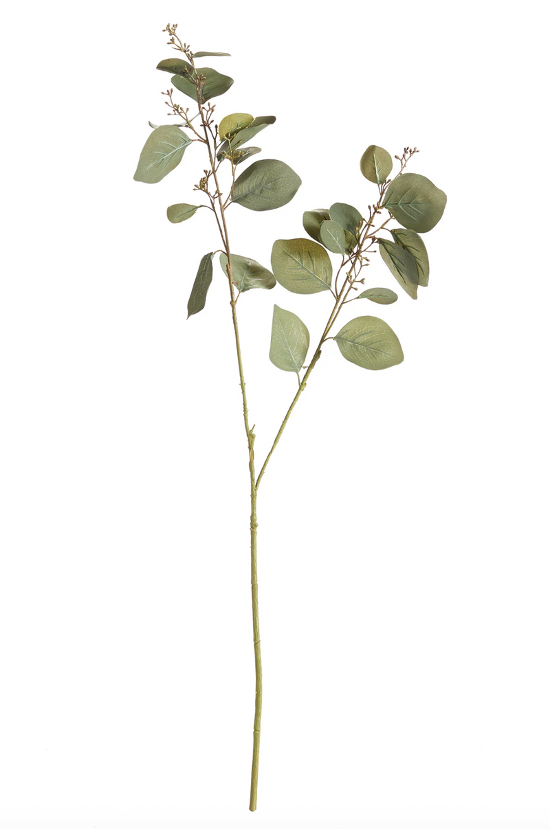 Silver Dollar Eucalyptus Branch
