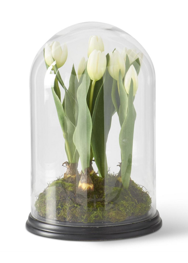 White Tulip in Glass Cloche