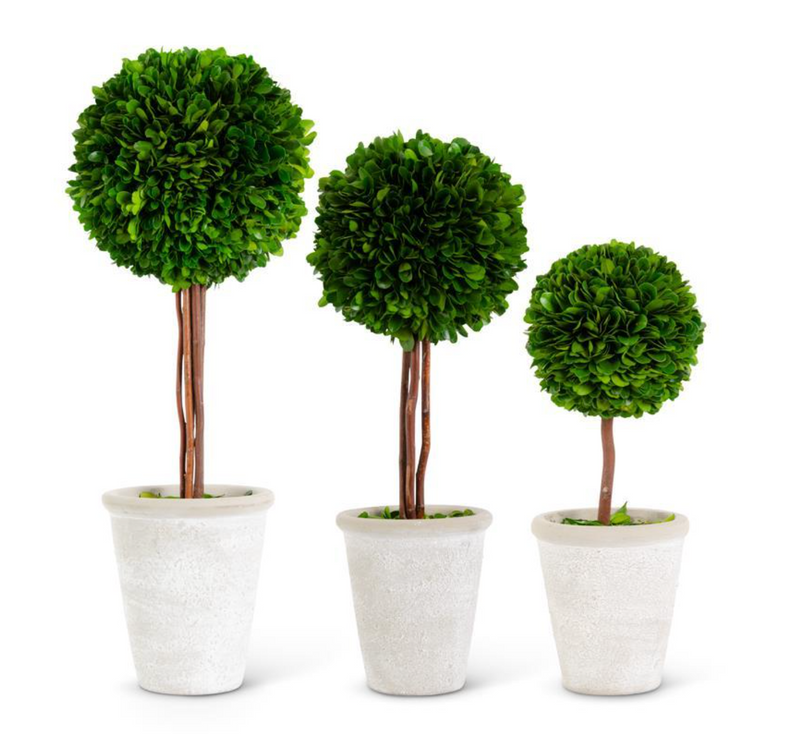 Preserved Boxwood Ball Topiaries