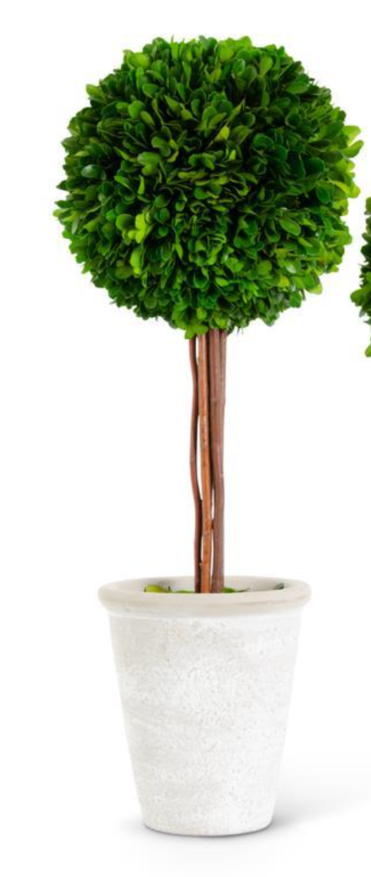 Preserved Boxwood Ball Topiaries