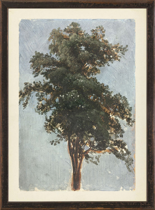 Vintage Tree Study 1855
