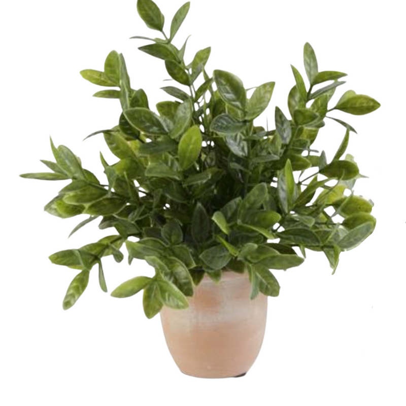 Herb in Terracotta Planter