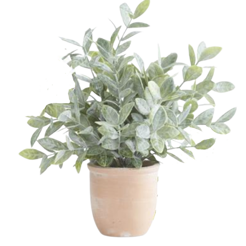 Herb in Terracotta Planter