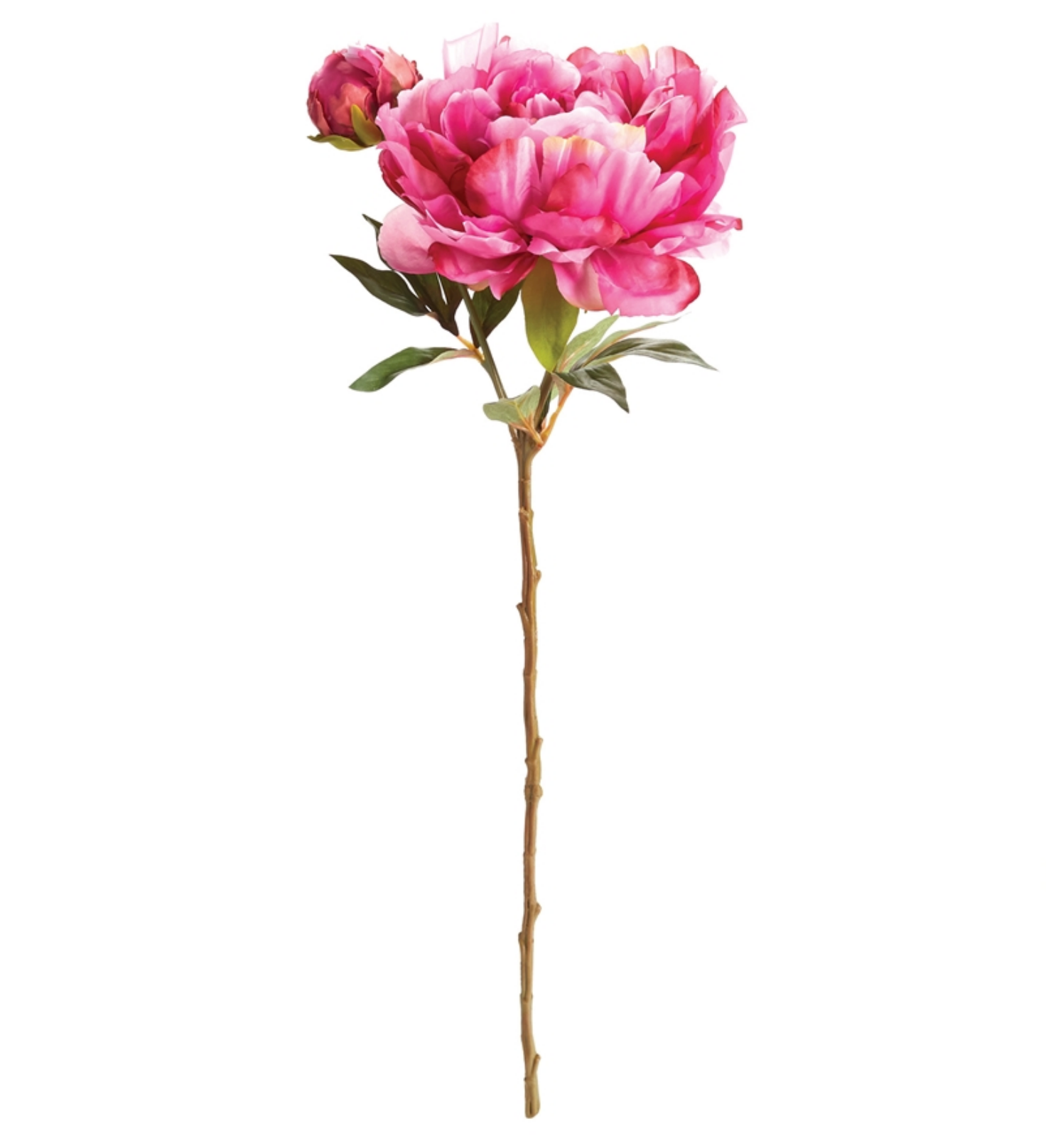 Flower Sytem Peony Flower Stem