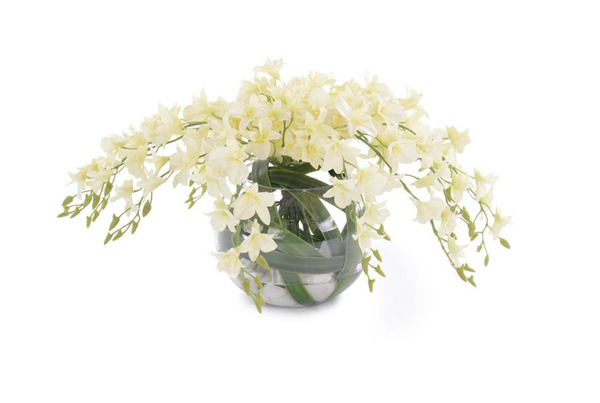 Fresh Dendrolium