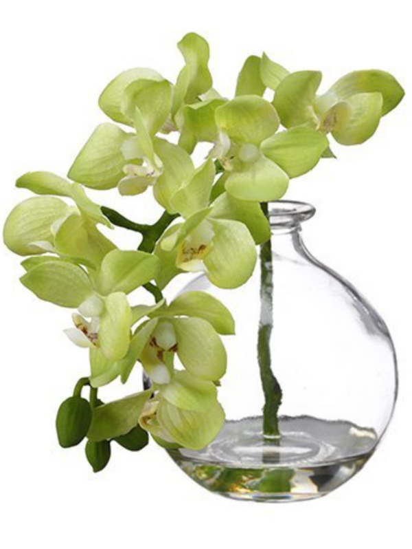 Green Orchid Plant in Glass