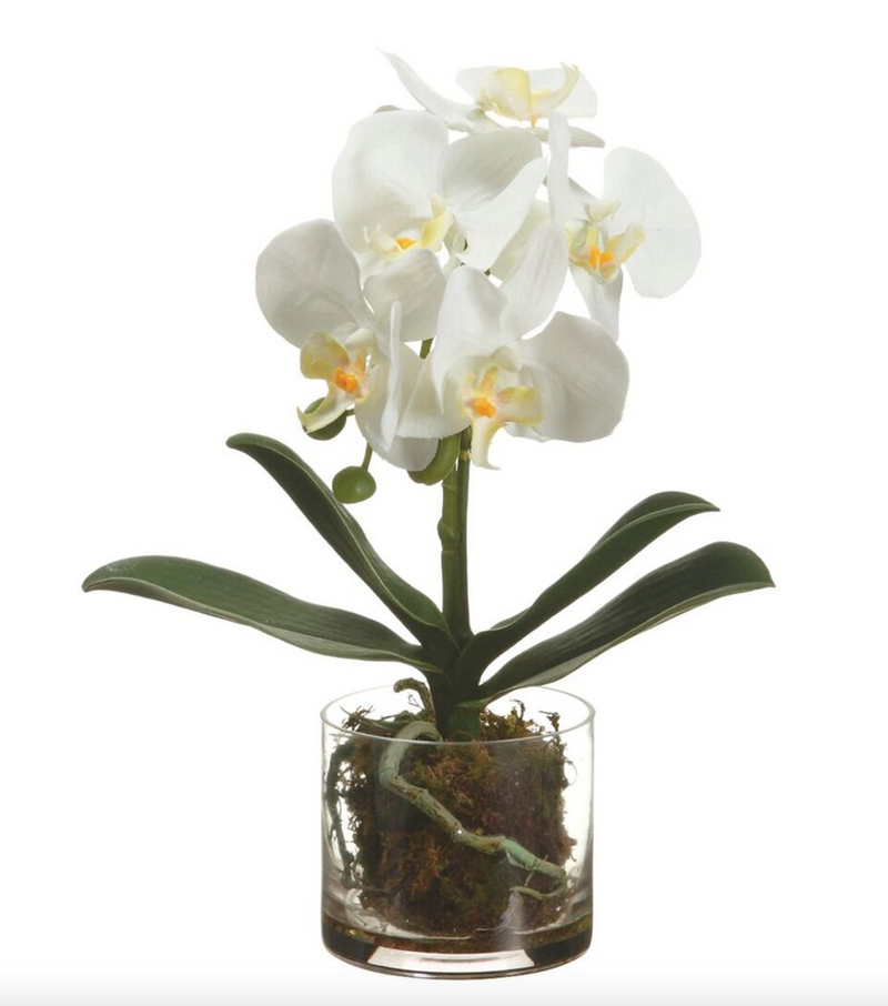 White Orchid Plant in Glass