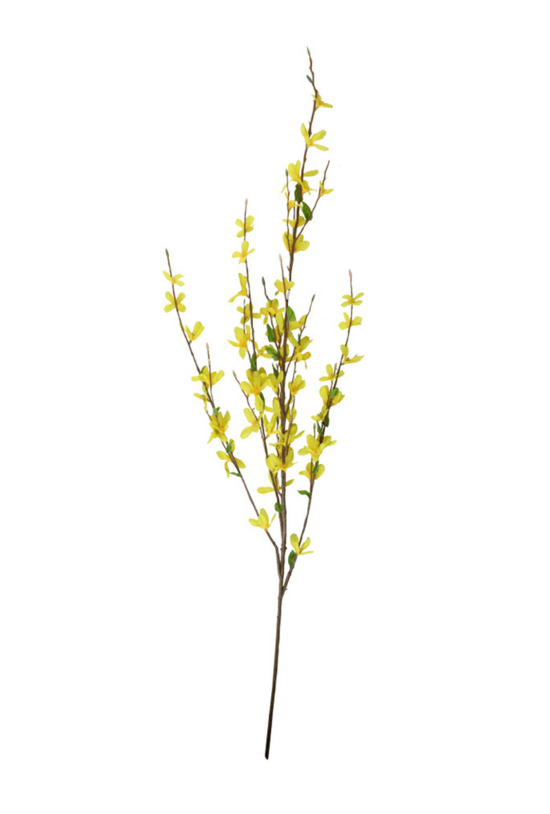 Yellow Forsynthia Branch