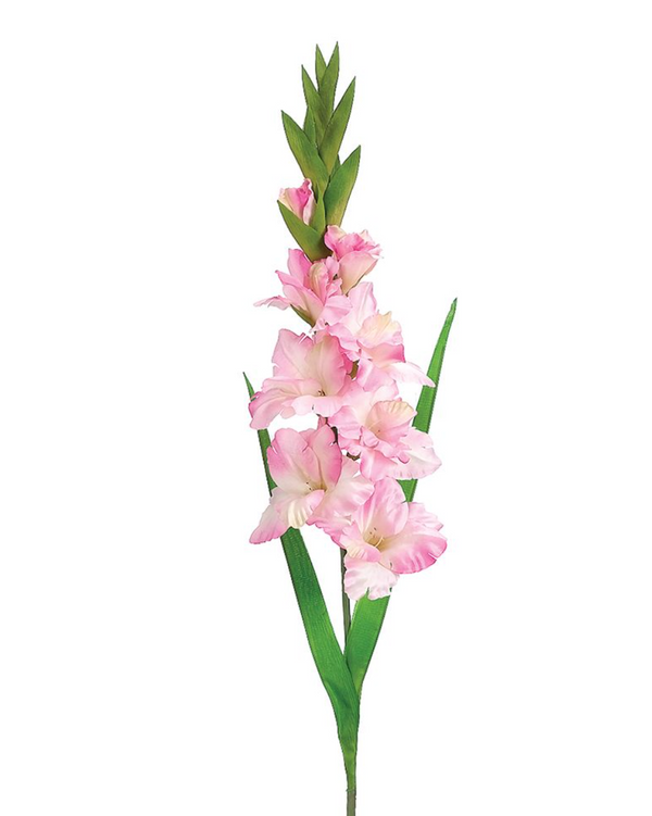 Pink Gladiolus Stem